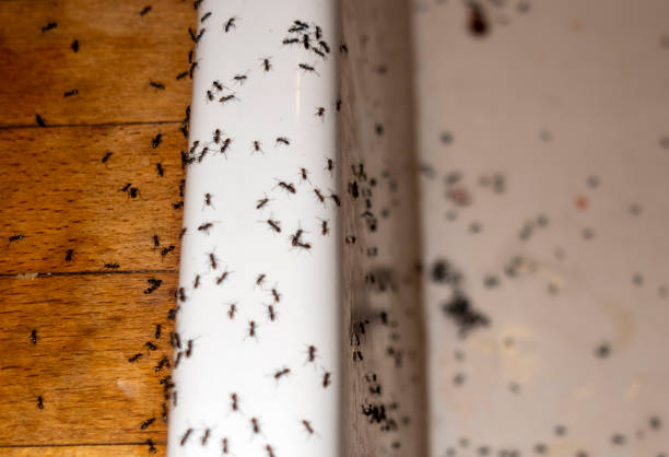 Pest Prevention Services in Ravensworth, VA